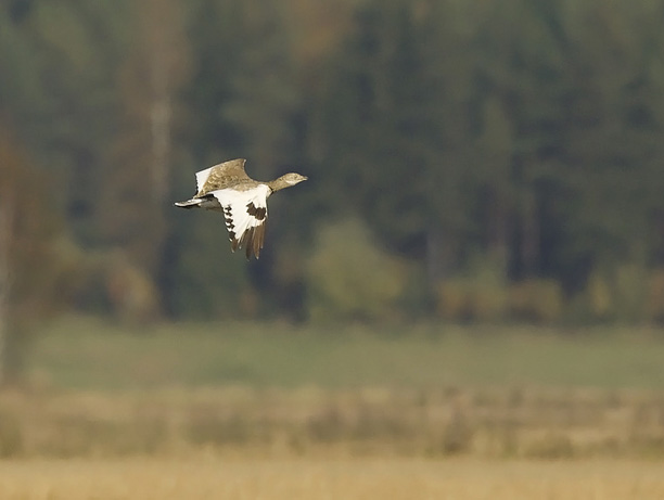Pikkutrappi, Little Bustard, Tetrax tetrax